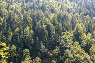 Dağın kenarındaki yeşil ağaçlar