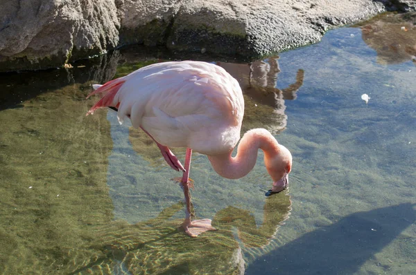粉红火烈鸟用嘴喝水 — 图库照片