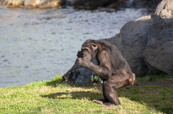 Chimpanzé Zoo Valencia — Photo