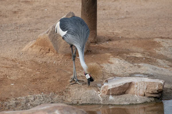 灰冠鹤瓦伦西亚动物园 — 图库照片