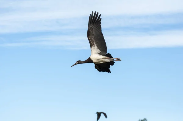 Valencia Hayvanat Bahçesinde Uçan Kuş — Stok fotoğraf