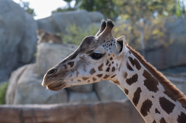 Giraffe Zoo Valencia — Stock Photo, Image