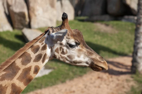 Жираф Зоопарку Валенсії — стокове фото