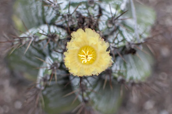 Gul Kaktusblomma Odlad Växten — Stockfoto