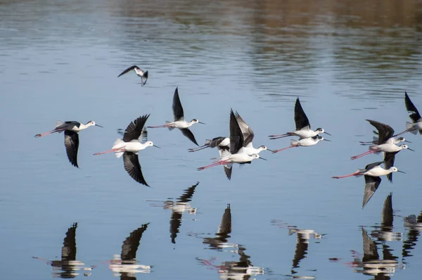鸟儿在湖上飞翔 — 图库照片