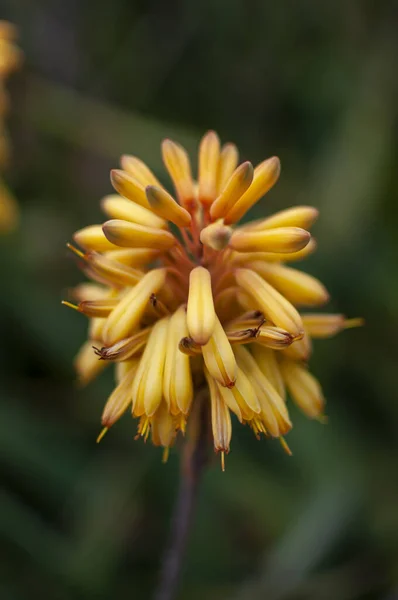 Flor Amarilla Cultivada Planta — Foto de Stock