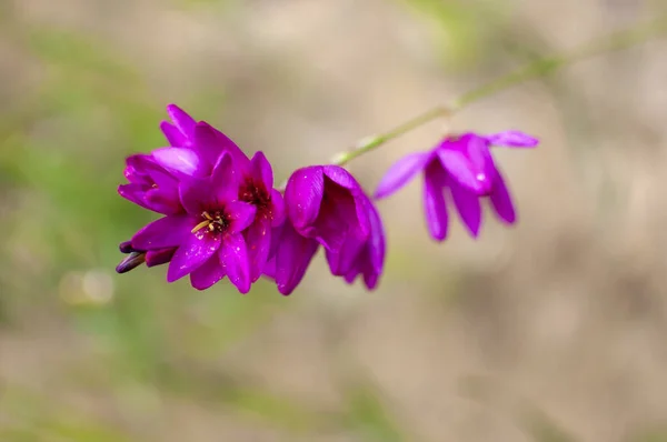 Purple flower grown on the plant