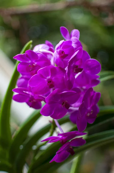 Purple orchid flower grown on the plant