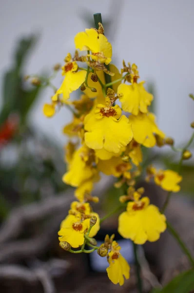 Yellow orchid flower grown on the plant