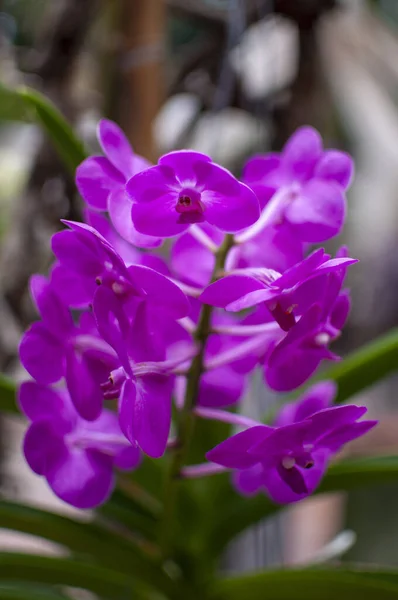 Purple orchid flower grown on the plant