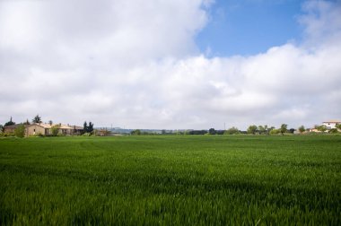 Öğlen yeşil tarım geçmişi