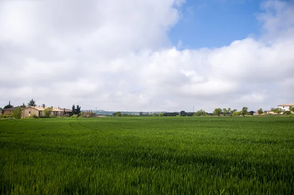 Öğlen yeşil tarım geçmişi