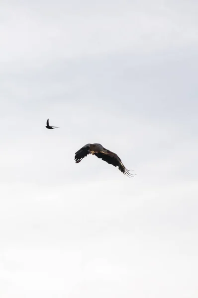 Cigüeñas Volando Cielo — Foto de Stock