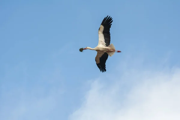 Cigüeñas Volando Cielo — Foto de Stock