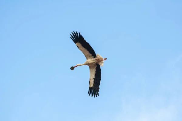 Cigüeñas Volando Cielo — Foto de Stock