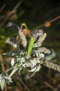 Yeşil çekirge bitki örtüsünün üstünde.