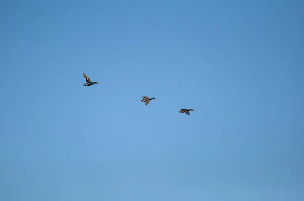 Tres Patos Volando Cielo Azul — Foto de Stock