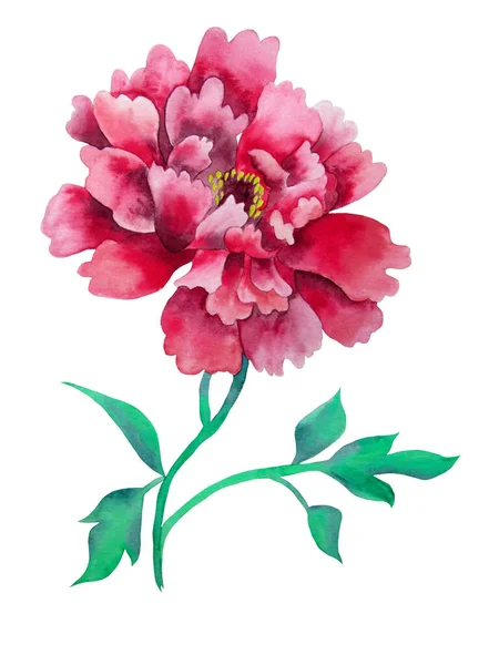Vacker Blomma Isolerad Vitt Akvarell Bakgrund Set — Stockfoto