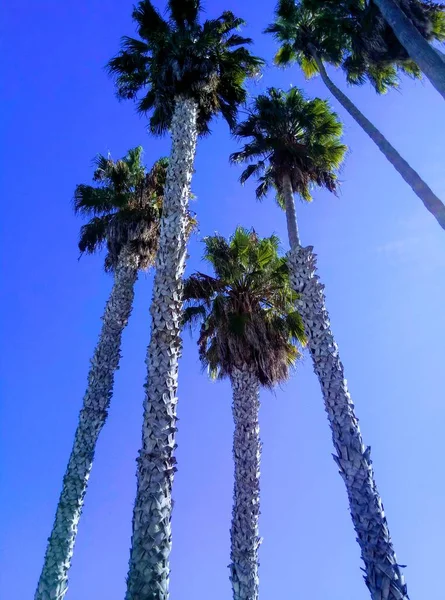 Palmeras Altas Miran Hacia Cielo Cielo Azul Brillante California — Foto de Stock