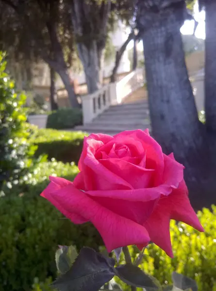 Όμορφο Τριαντάφυλλο Ένα Παλιό Πάρκο — Φωτογραφία Αρχείου