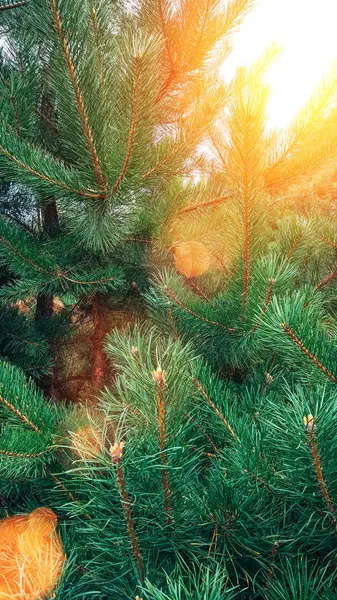 Branch wazig kleurrijke achtergrond dennenbos. Groene takken close-up mooie achtergrond — Stockfoto