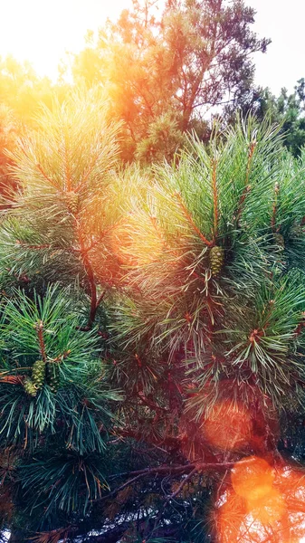 Rama de pino borrosa colorido bosque de fondo. ramas verdes primer plano hermoso fondo —  Fotos de Stock