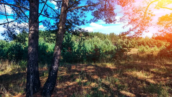 A bright sunny day in a pine forest. trees. In summer park. — Stock Photo, Image