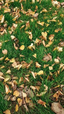 En iyi, düşmüş yaprakları dağınık, sonbahar arka plan üzerinde vahşi Güz, Bahar çim sahada, çimlerin üzerine sarı yapraklar görüntülemek.