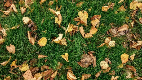 Foglie gialle sull'erba in autunno, erba primaverile sul campo, vista dall'alto, foglie cadute sparse, sfondo autunnale in natura . — Foto Stock