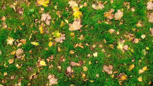 Foglie gialle sull'erba in autunno, erba primaverile sul campo, vista dall'alto, foglie cadute sparse, sfondo autunnale in natura . — Foto Stock