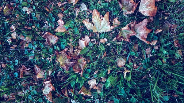 Daun kuning di rumput di musim gugur, rumput musim semi di lapangan, melihat dari atas, daun jatuh berserakan, latar belakang musim gugur di alam liar . — Stok Foto