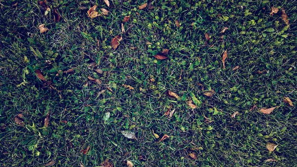 Feuilles jaunes sur l'herbe en automne, herbe printanière sur le champ, vue du haut, feuilles tombées éparpillées, arrière-plan automnal sur la nature . — Photo