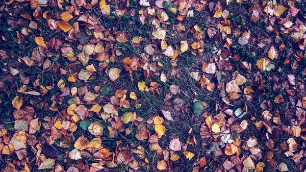 Hojas amarillas en la hierba en otoño, hierba de primavera en el campo, vista desde la parte superior, hojas caídas dispersas, fondo de otoño en la naturaleza . — Foto de Stock