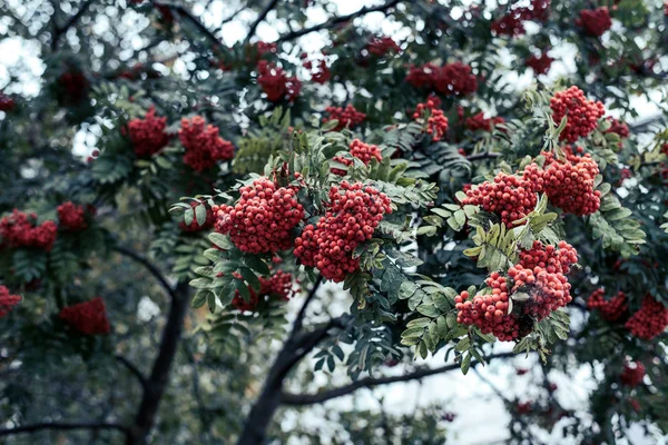 Bagas maduras de cinza de montanha, crescem em uma árvore, outono bagas vermelhas, close-up, estilo vintage no parque . — Fotografia de Stock