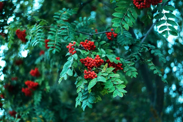 Baies mûres de frêne de montagne, poussent sur un arbre, baies rouges d'automne, gros plan, style vintage dans un parc . — Photo
