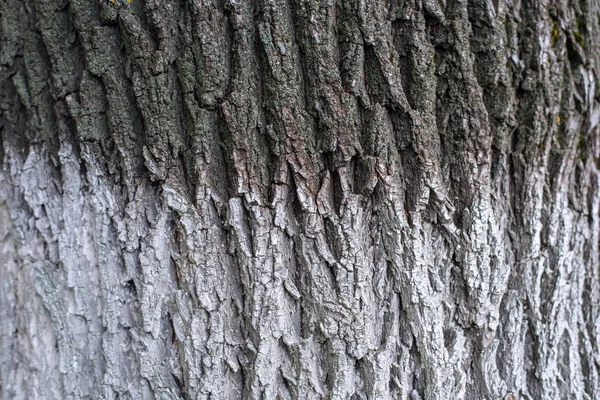 Die Rinde eines Baumes, der Hintergrund einer Nahaufnahme einer Birke, Herbst ist Frühling. — Stockfoto