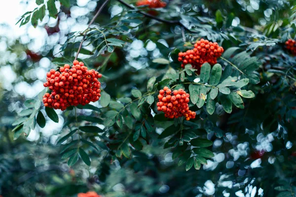 Baies mûres de frêne de montagne, poussent sur l'arbre, baies rouges d'automne, gros plan, style vintage dans un parc . — Photo