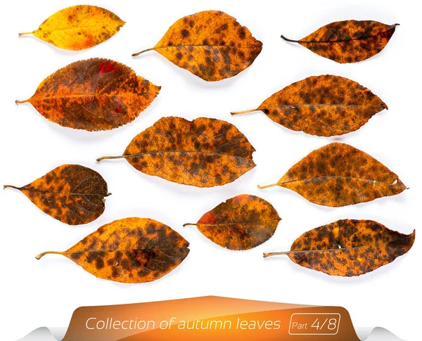 Canlı sarı kahverengi yapraklarından noktalarda solucanlar koleksiyonu. Beyaz bir arka plan üzerinde sonbahar yaprakları kümesi. Bitkiler izole beyaz arka plan. Kasım ayında bir ağaçtan sonbahar yaprakları.