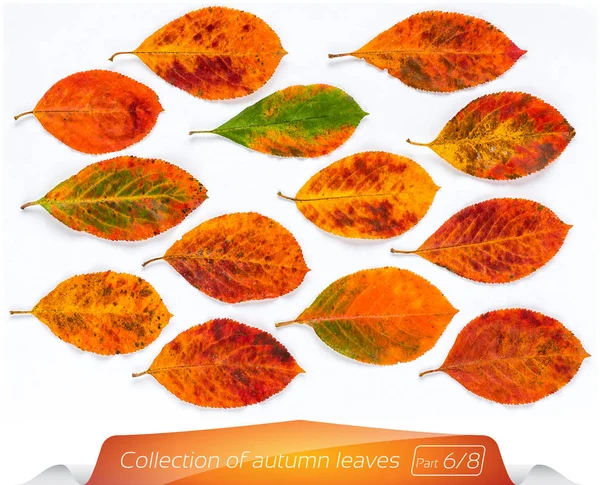 Canlı sarı kahverengi parlak yaprakları nokta topluluğu. Beyaz bir arka plan üzerinde sonbahar yaprakları kümesi. Bitkiler izole beyaz arka plan üzerinde. Aralık ayında bir ağaçtan sonbahar yaprakları.