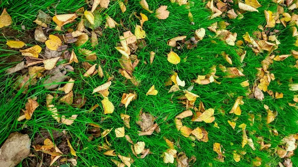 Foglie gialle sull'erba in autunno, erba primaverile sul campo, vista dall'alto, foglie cadute sparse, sfondo autunnale in natura . — Foto Stock