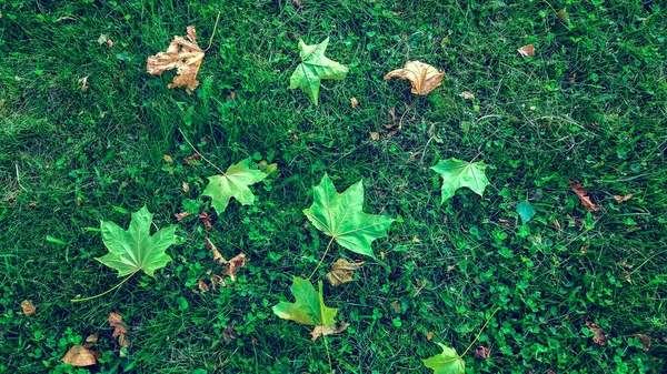 Foglie gialle sull'erba in autunno, erba primaverile sul campo, vista dall'alto, foglie cadute sparse, sfondo autunnale in natura . — Foto Stock