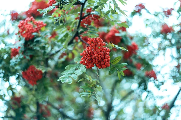 Reife Beeren der Eberesche, wachsen auf einem Baum, herbstliche rote Beeren, Nahaufnahme, Vintage-Stil im Park. — Stockfoto