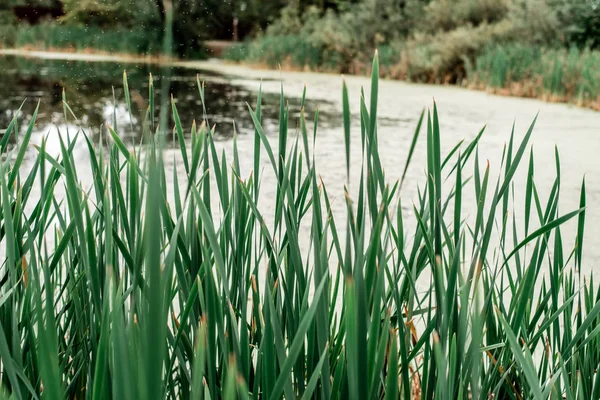 Canne in riva al lago, una giornata primaverile, nella natura, un laghetto ricoperto d'erba, nel parco la mattina presto . — Foto Stock