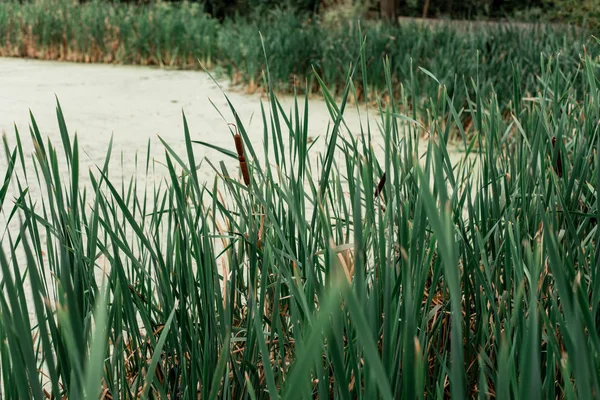 Canneti in riva al lago, una giornata primaverile, in natura, un laghetto ricoperto d'erba, nel parco in una serata di ghiaccio. Acqua verde con fango . — Foto Stock