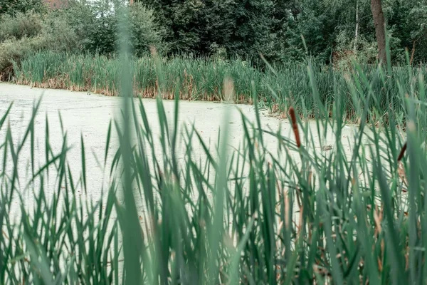 Canneti in riva al lago, una giornata primaverile, in natura, un laghetto ricoperto d'erba, nel parco in una serata di ghiaccio. Acqua verde con fango . — Foto Stock