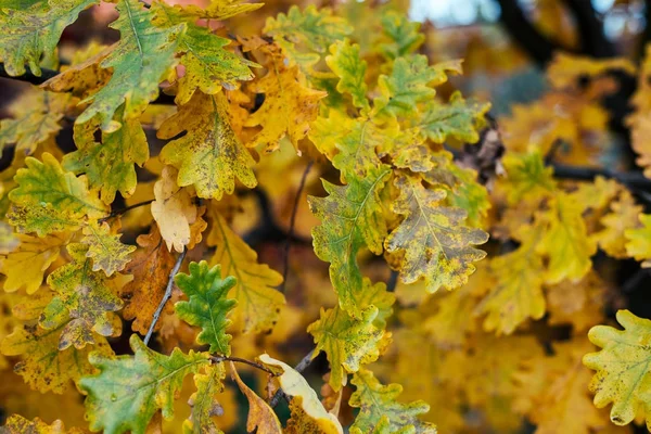 Fundo de folhas verde bonito em bolinho de folhas de outono da árvore. Tempo de outono. Folhas amarelas verdes em um ramo. Natureza de fundo em novembro . — Fotografia de Stock