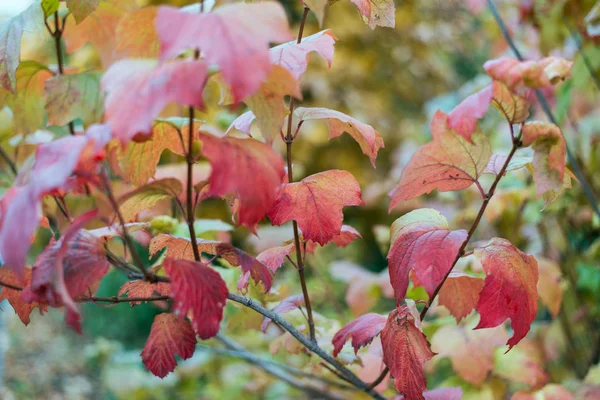 Fundo de folhas verde bonito em folhas de outono de arbustos. Abandonado. Folhas amarelas vermelhas em um ramo. Natureza fundo parque . — Fotografia de Stock