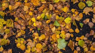 Parlak sarı sarı yapraklar yere bir parkta. Sonbahar günü şehirde. Temiz havada doğa.
