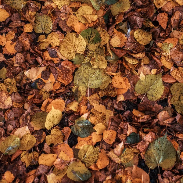Hojas de color amarillo brillante en un parque en el suelo. Día de otoño en la ciudad. Naturaleza al aire libre . — Foto de Stock