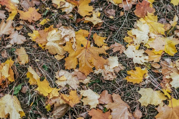Hojas de otoño en el suelo, una variedad de flores, en la tarde de otoño amarillo verde plantas marrones . — Foto de Stock